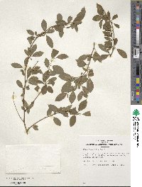 Ilex ambigua image