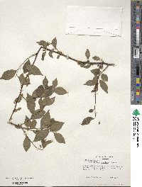 Ilex ambigua image