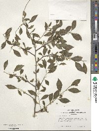 Ilex ambigua image