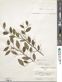 Ilex ambigua image