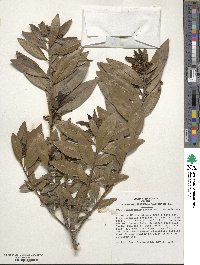 Ilex canariensis image