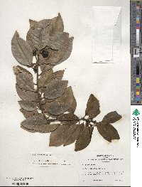 Ilex canariensis image