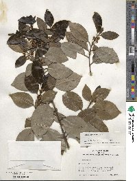 Ilex canariensis image