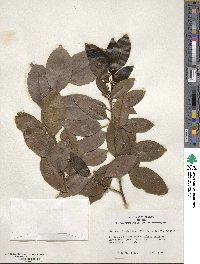 Ilex canariensis image