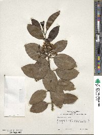 Ilex canariensis image