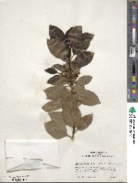 Ilex canariensis image