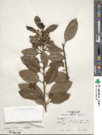 Ilex canariensis image