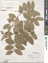 Ilex carpinterae image