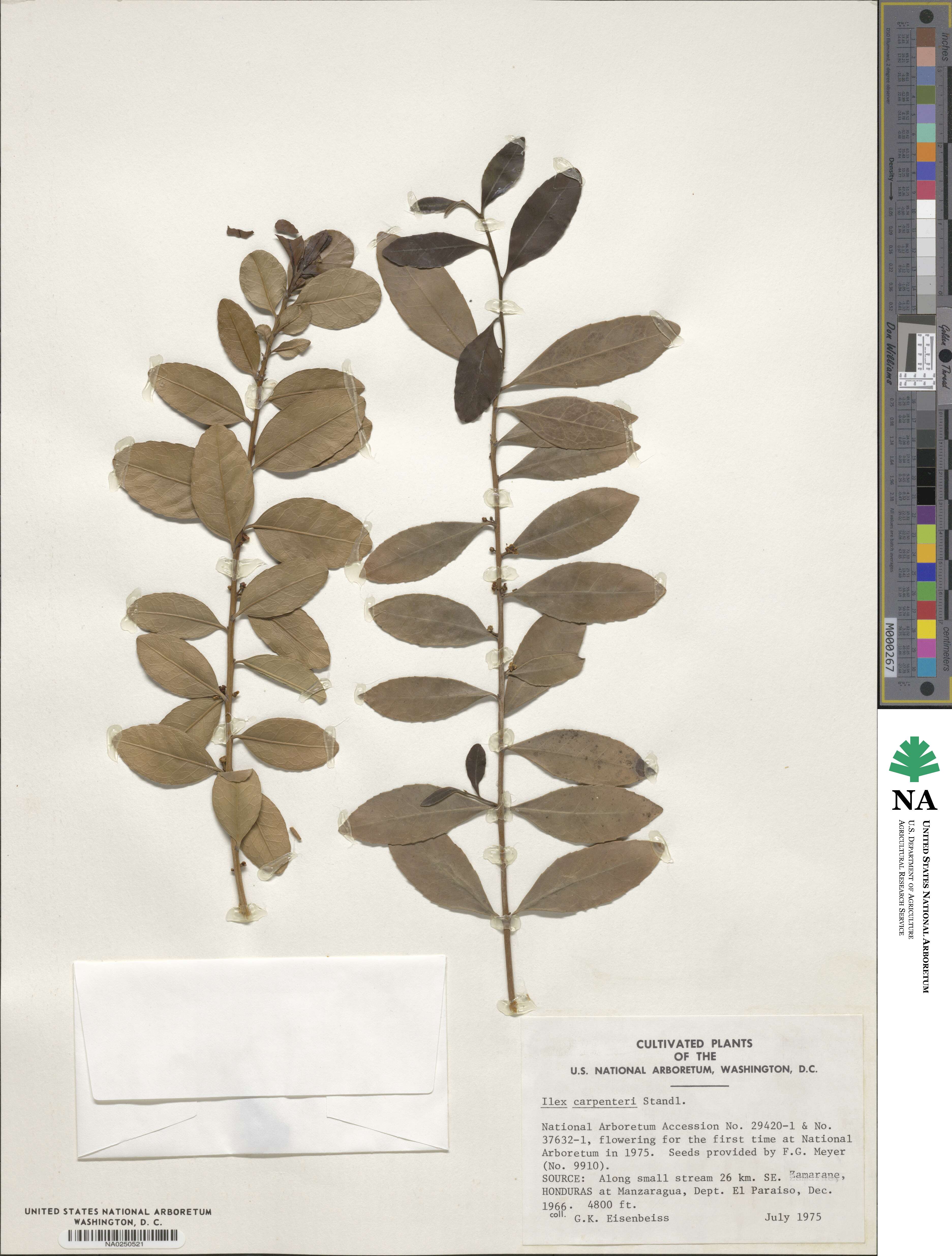 Ilex carpinterae image