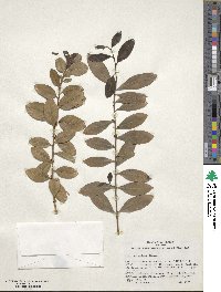 Ilex carpinterae image