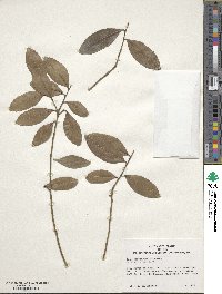 Ilex carpinterae image