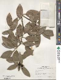 Ilex canariensis image