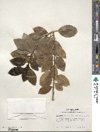 Ilex canariensis image