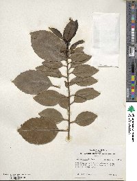 Ilex canariensis image