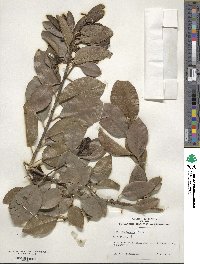 Ilex canariensis image