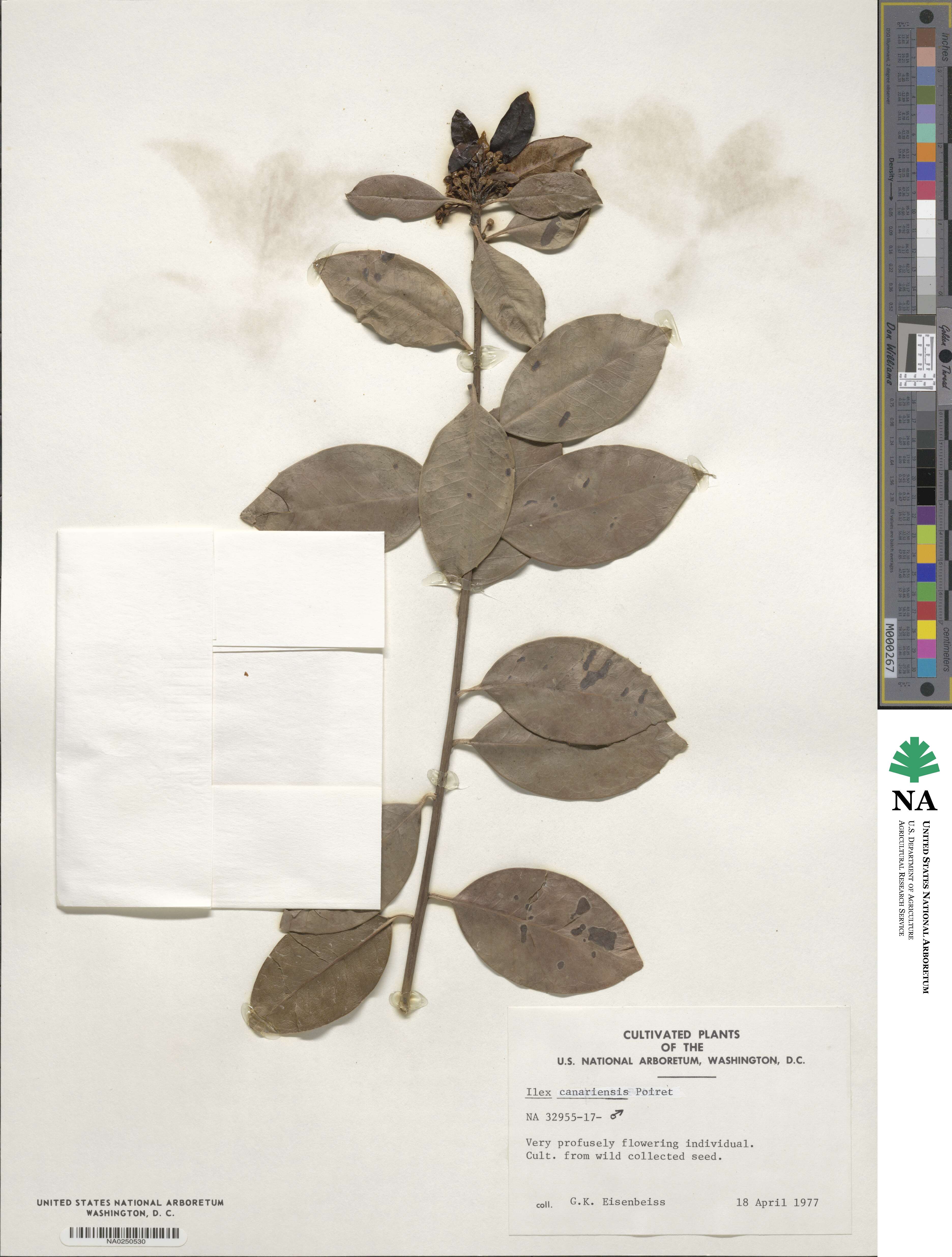 Ilex canariensis image
