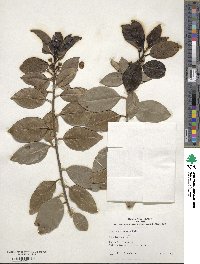 Ilex canariensis image