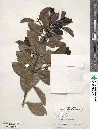 Ilex canariensis image