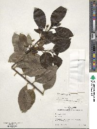 Ilex canariensis image