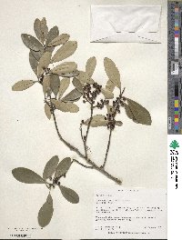 Ilex cassine image