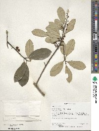 Ilex cassine image