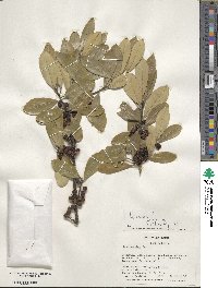 Ilex cassine image