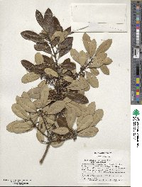 Ilex cassine image