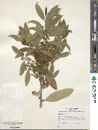 Ilex cassine image