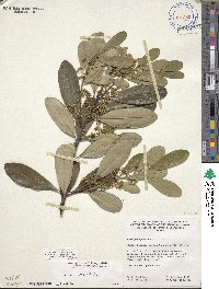 Ilex cassine image