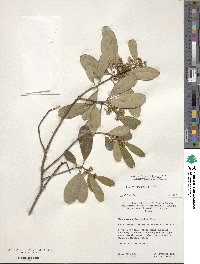 Ilex cassine image