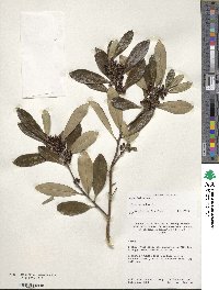 Ilex cassine image