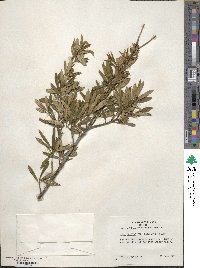 Ilex cassine subsp. cassine image