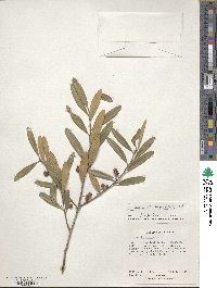 Ilex cassine subsp. cassine image