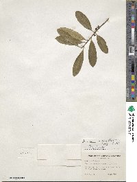 Ilex cassine image