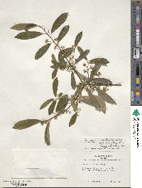 Ilex cassine image