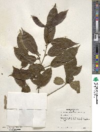 Ilex chinensis image