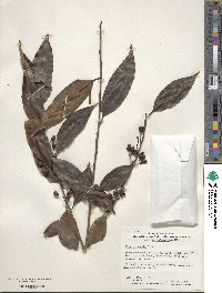 Ilex chinensis image