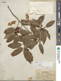 Ilex chinensis image