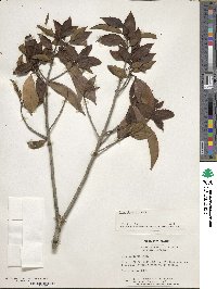 Ilex chinensis image