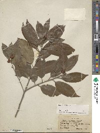 Ilex chinensis image