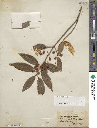 Ilex chinensis image