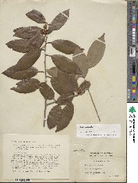 Ilex chinensis image