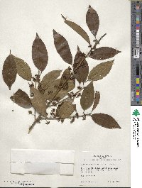 Ilex chinensis image