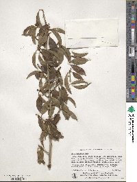 Ilex chinensis image