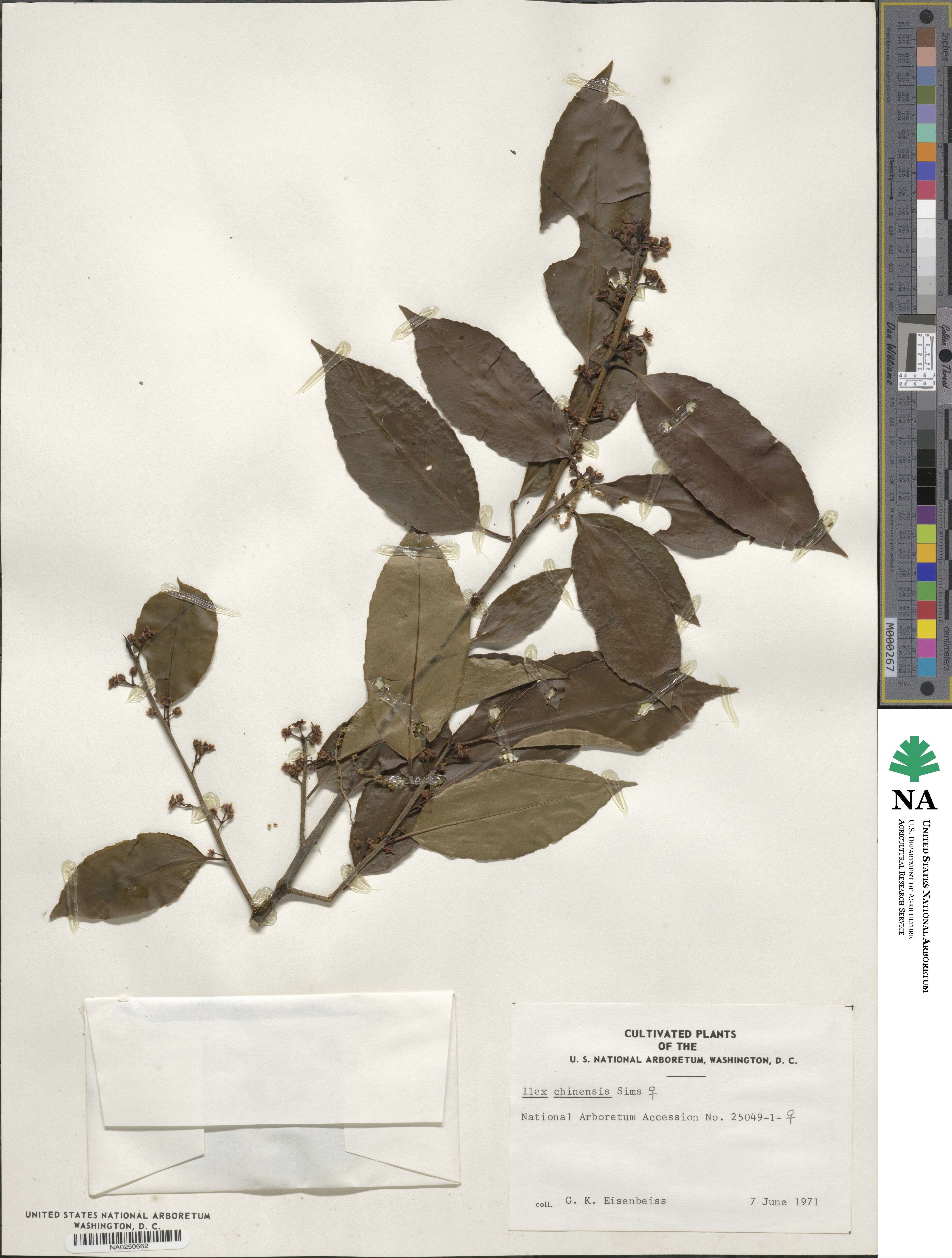 Ilex chinensis image