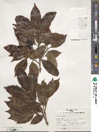 Ilex chinensis image