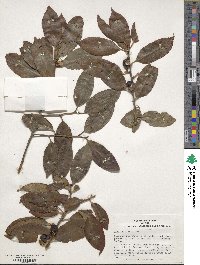 Ilex chinensis image