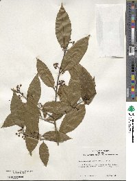 Ilex chinensis image