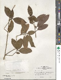 Ilex chinensis image