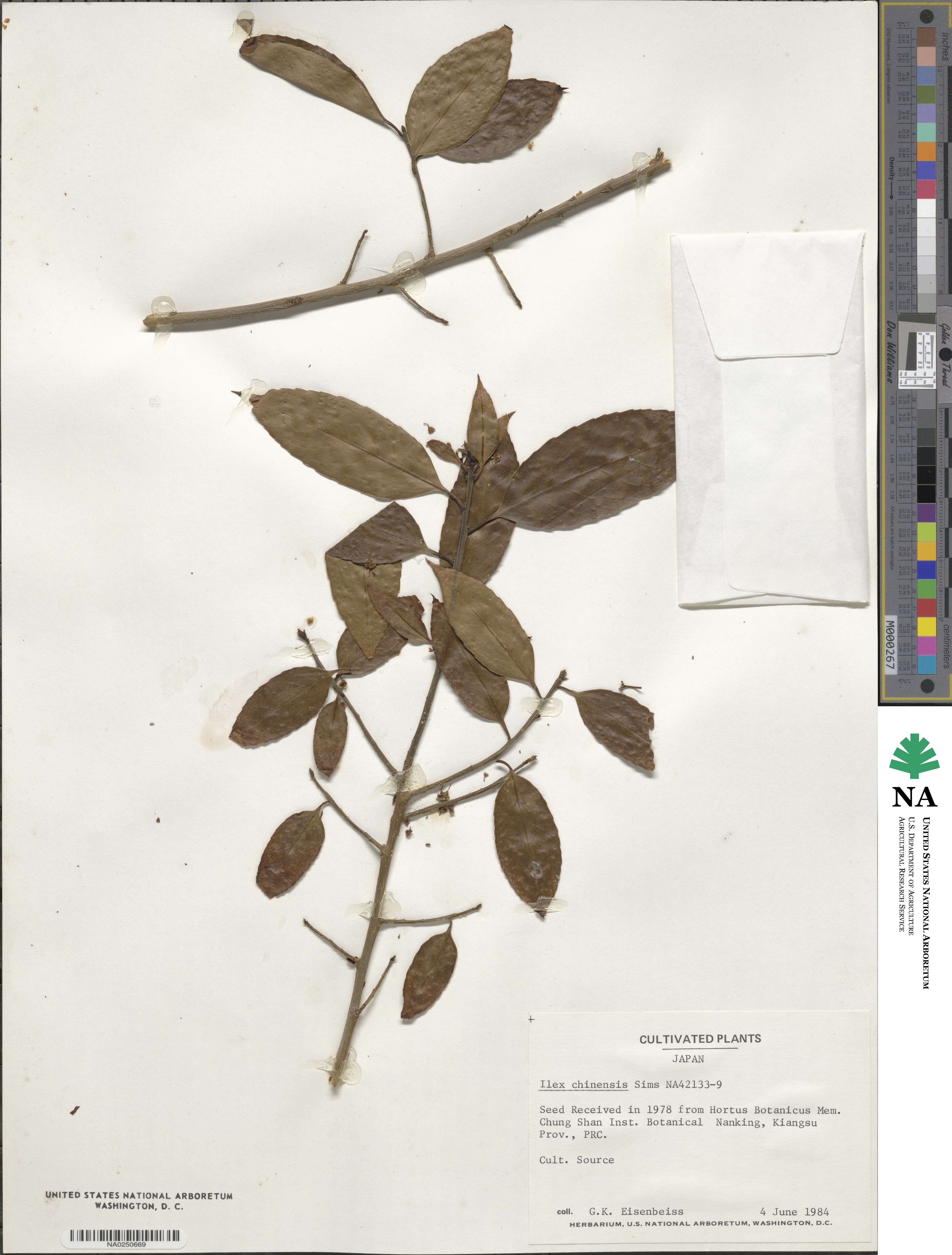 Ilex chinensis image